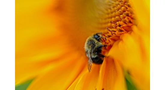 Akik nélkül nincs tejjel-mézzel folyó kánaán.