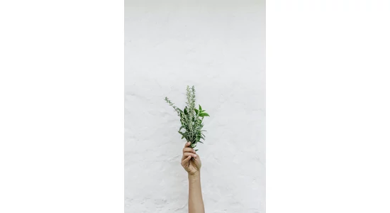 Varázslatos növények, csodabogyók és bódító fűszerek